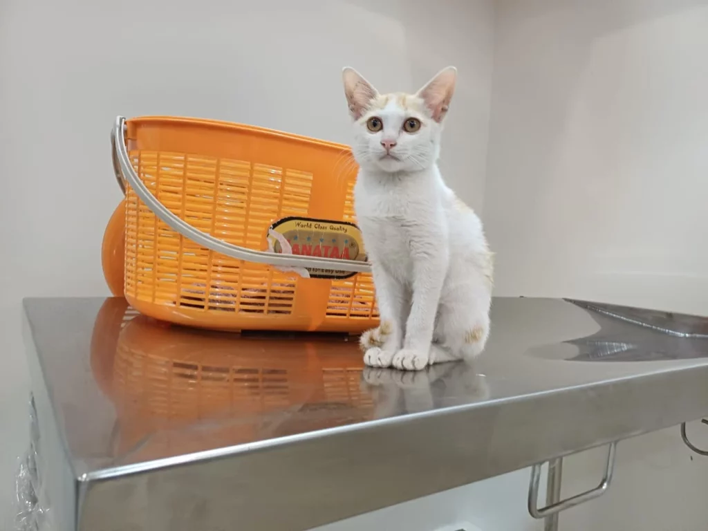 Fauna Veterinary Care Veterinary Clinic in Frazer Town, Bengaluru — Facility Photo 7