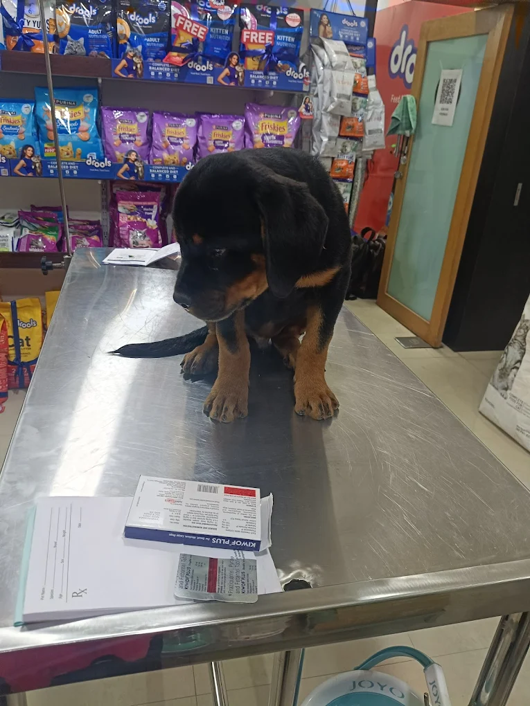 Fauna Veterinary Care Veterinary Clinic in Frazer Town, Bengaluru — Facility Photo 6