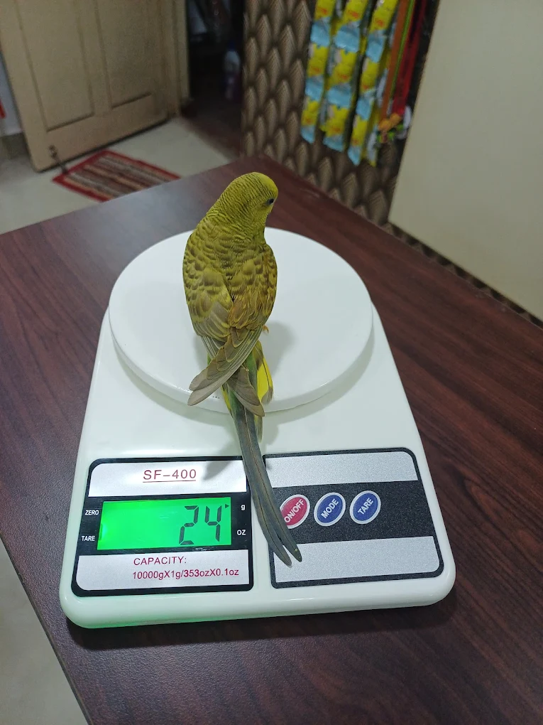 Fauna Veterinary Care Veterinary Clinic in Frazer Town, Bengaluru — Facility Photo 3