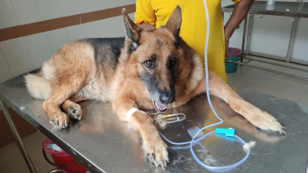 Government Veterinary Hospital, Sanjayanagara Veterinary Clinic in Sanjayanagara, Bengaluru — Facility Photo 5