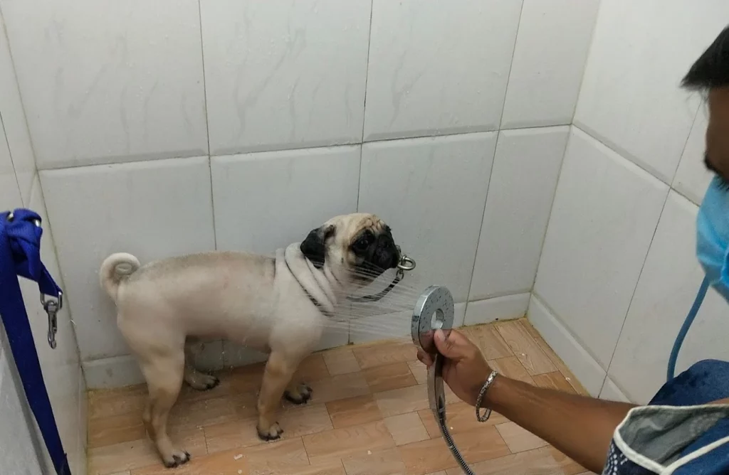 Harinika Pet Clinic & Products Veterinary Clinic in Frazer Town, Bengaluru — Facility Photo 3
