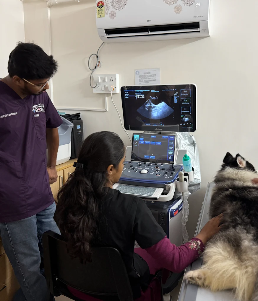 Healthy Pawz Pets Veterinary Hospital 24/7 Veterinary Clinic in BTM Layout, Bengaluru — Facility Photo 8
