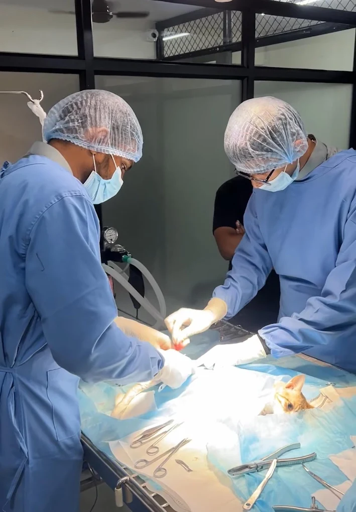 Healthy Pawz Pets Veterinary Hospital 24/7 Veterinary Clinic in BTM Layout, Bengaluru — Facility Photo 7