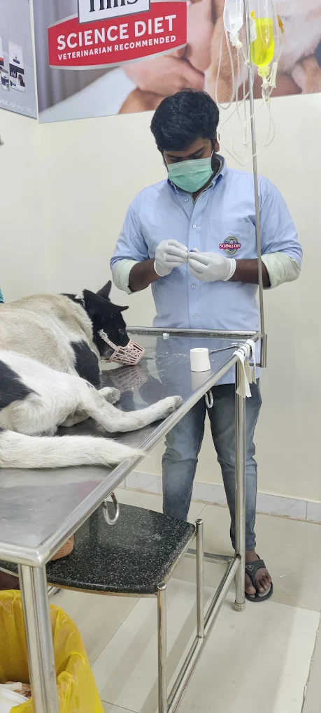 Indira Pet Clinic 24/7 Veterinary Clinic in Indiranagar, Bengaluru — Facility Photo 6