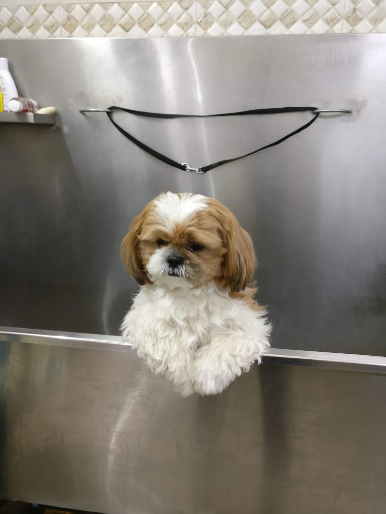 Indira Pet Clinic 24/7 Veterinary Clinic in Indiranagar, Bengaluru — Facility Photo 2