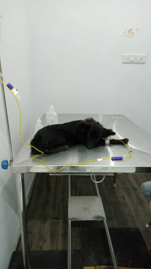 Niya Pet Hospital Veterinary Clinic in Nandini Layout, Bengaluru — Facility Photo 4