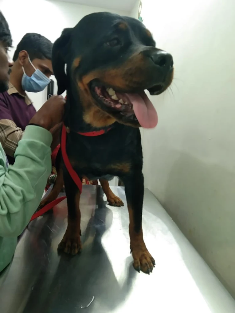 Pawrentz Vet Care Veterinary Clinic in Jayamahal, Bengaluru — Facility Photo 4