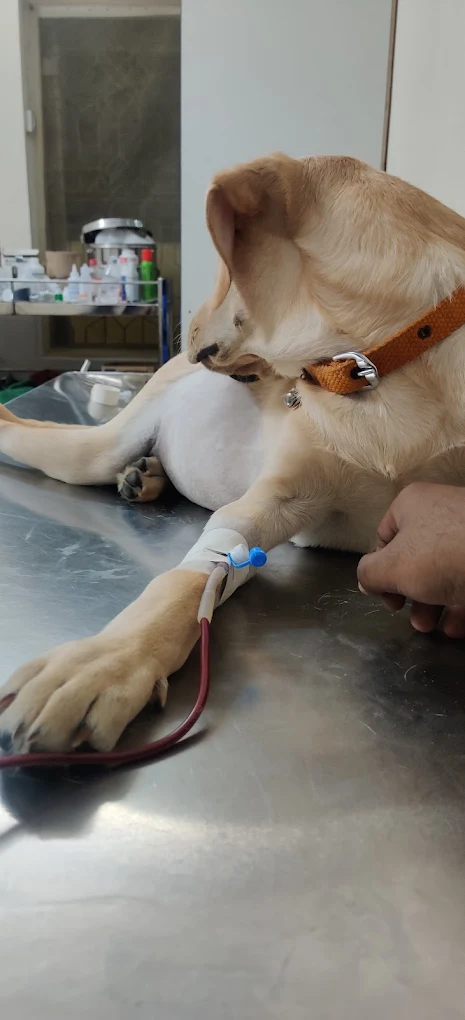 The TrustiVet Pet Hospital Veterinary Clinic in Devara Jeevanahalli, Bengaluru — Facility Photo 3