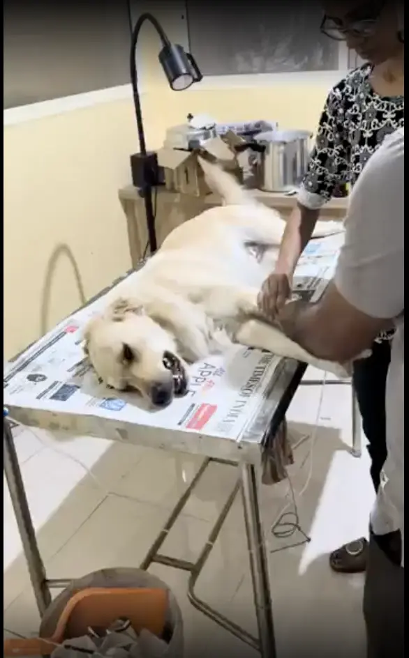 Vetcare pet clinic Veterinary Clinic in Manjunath Nagar, Bengaluru — Facility Photo 3