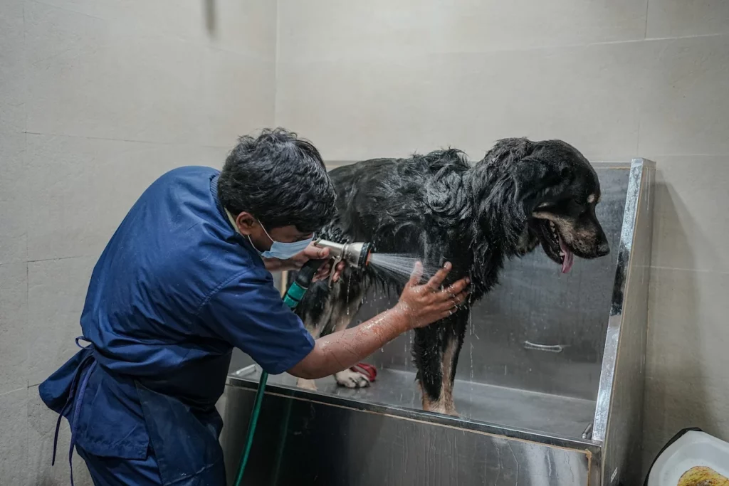 Vetic Pet Clinic Sadashiva Nagar Veterinary Clinic in Guttahalli, Bengaluru — Facility Photo 7