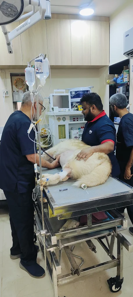 Zigly Pet Care – Vet Clinic, Pet Grooming & Pet Products | Koramangala Veterinary Clinic in Koramangala, Bengaluru — Facility Photo 11