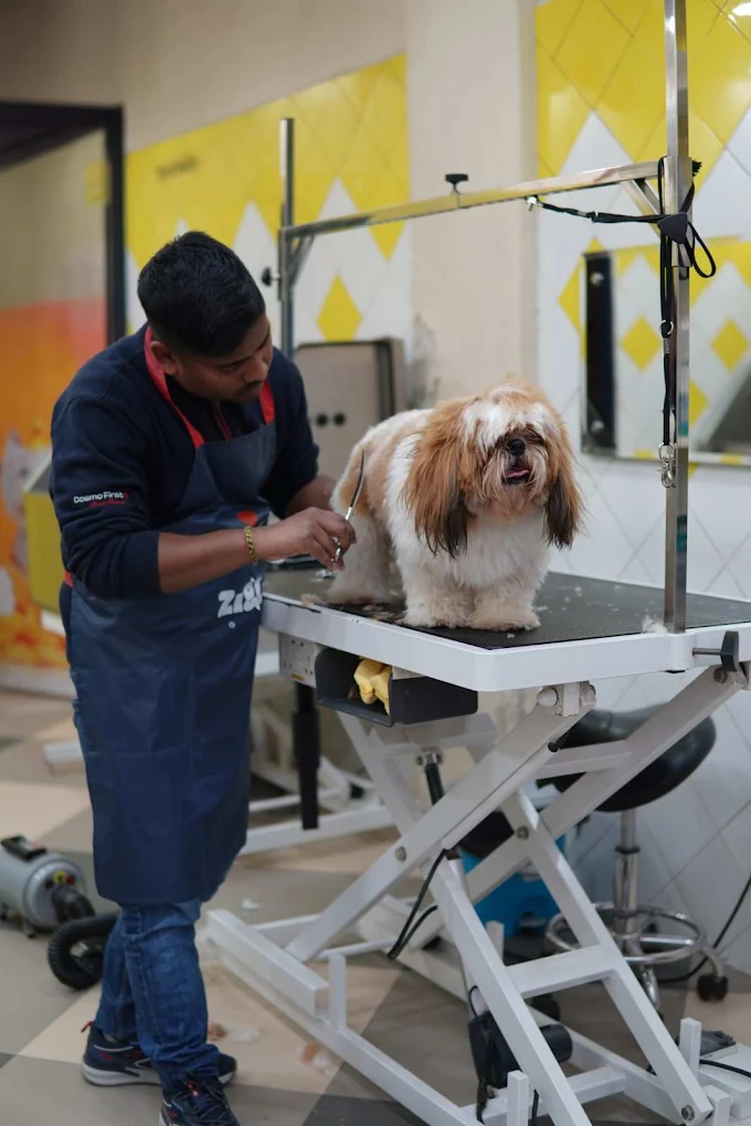 Zigly Pet Care – Vet Clinic, Pet Grooming & Pet Products | Koramangala Veterinary Clinic in Koramangala, Bengaluru — Facility Photo 9