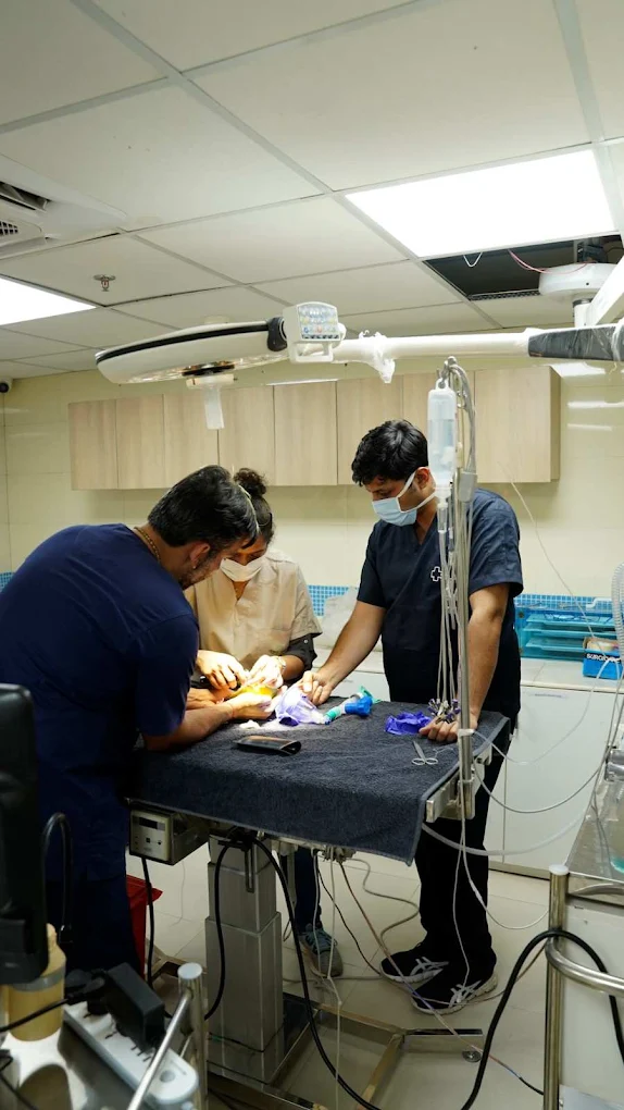 Zigly Pet Care – Vet Clinic, Pet Grooming & Pet Products | Koramangala Veterinary Clinic in Koramangala, Bengaluru — Facility Photo 7
