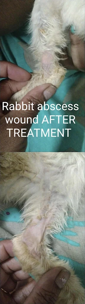 Dr Balaji’s Pet Care Clinic Veterinary Clinic in Kompally, Hyderabad — Facility Photo 4