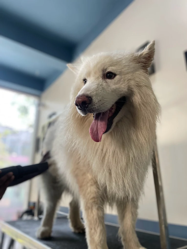 RS Veterinary Clinic Veterinary Clinic in Banashankari, Bengaluru — Facility Photo 4