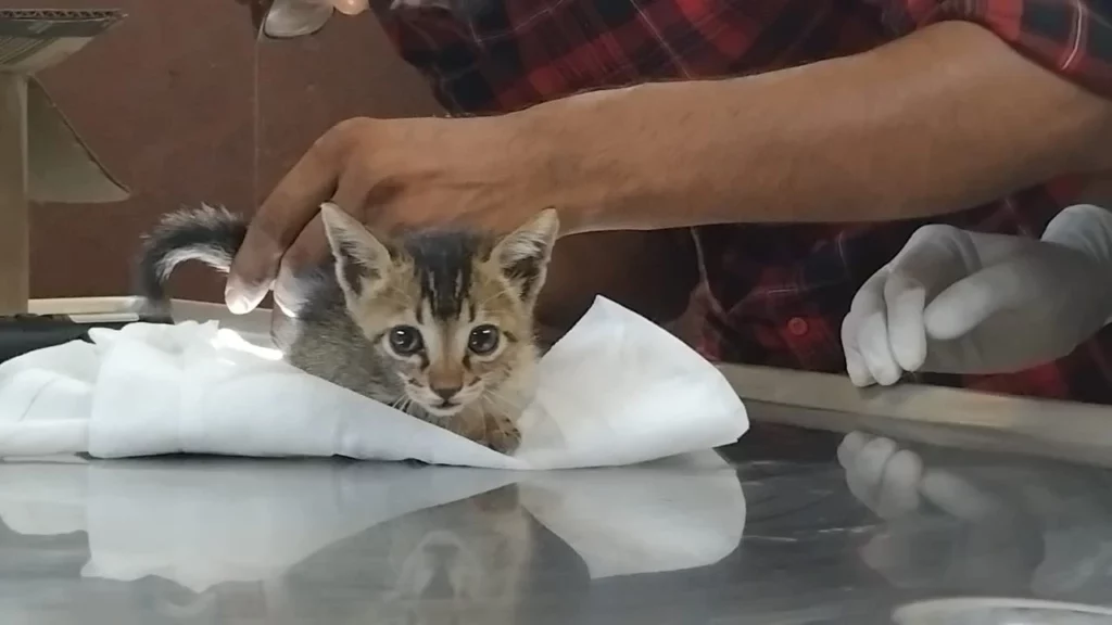 VetView Pet Clinic, Kompally Veterinary Clinic in Kompally, Hyderabad — Facility Photo 4