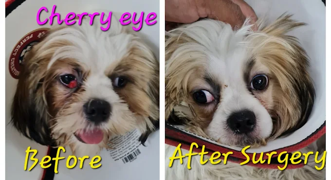 K9 & Kat-Pet Clinic Veterinary Clinic in Madhapur, Hyderabad — Facility Photo 3