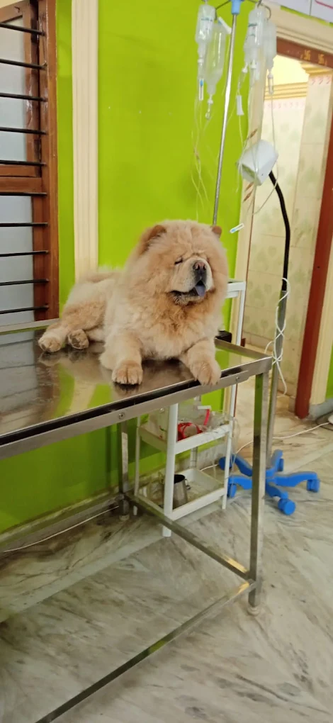 VetView Pet Clinic, Kompally Veterinary Clinic in Kompally, Hyderabad — Facility Photo 7