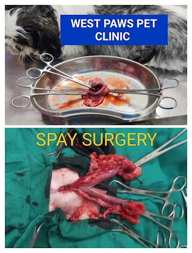 West Paws Pet Clinic (Dr.K.Rajavardan) Veterinary Clinic in Manikonda, Hyderabad — Facility Photo 8