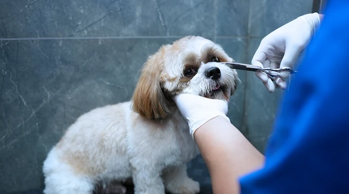 Vetic Pet Clinic HITEC City Veterinary Clinic in Madhapur, Hyderabad — Facility Photo 6