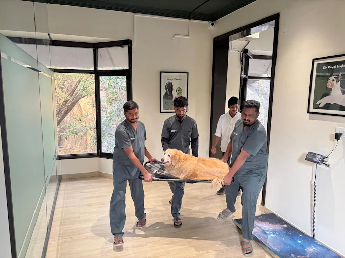 Good Vet Pet Hospital Veterinary Clinic in Jubilee Hills, Hyderabad — Facility Photo 3