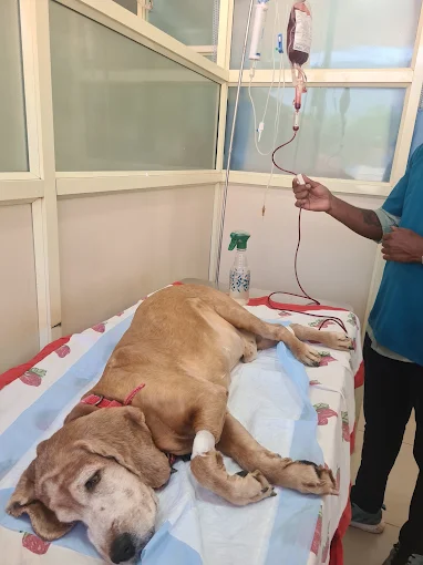 Bangalore Pet Hospital Veterinary Clinic in Whitefield, Bengaluru — Facility Photo 9