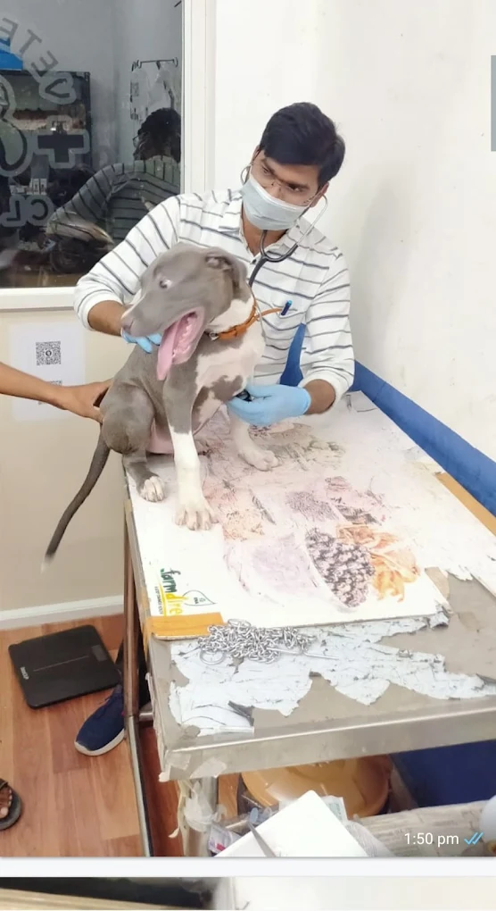 Aditya Pet Clinic, Sanath Nagar Veterinary Clinic in Sanath Nagar, Hyderabad — Facility Photo 6