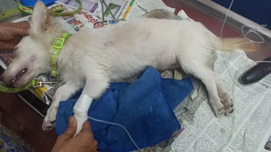 Aditya Pet Clinic, Sanath Nagar Veterinary Clinic in Sanath Nagar, Hyderabad — Facility Photo 5