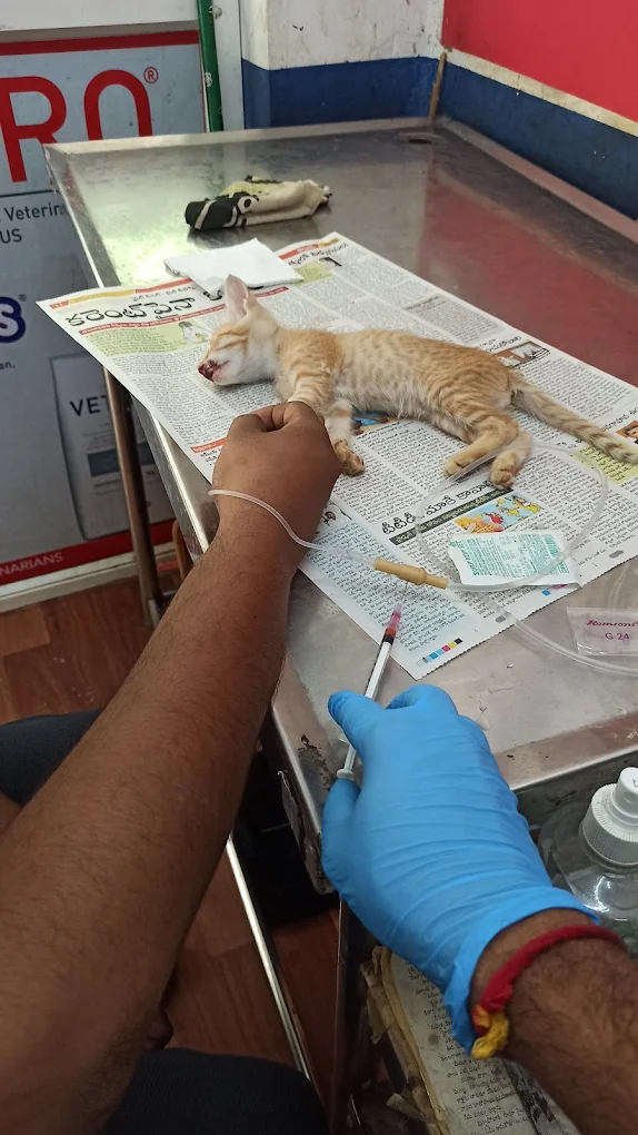 Aditya Pet Clinic, Sanath Nagar Veterinary Clinic in Sanath Nagar, Hyderabad — Facility Photo 2