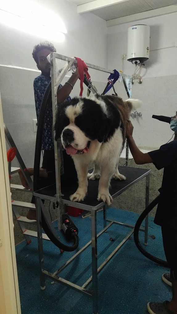 Advitha Pet Hospital – Chandapura Veterinary Clinic in Bommasandra Village, Bengaluru — Facility Photo 5