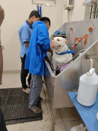 Asha Pet Clinic Veterinary Clinic in Kaggadasapura, Bengaluru — Facility Photo 7