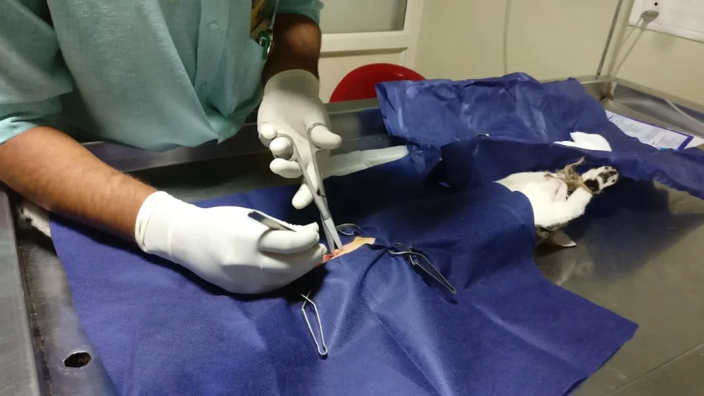 Bluecross Veterinary Centre Veterinary Clinic in Jayanagar, Bengaluru — Facility Photo 2