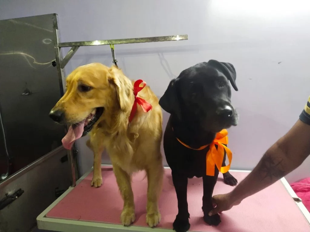 Bozo Wags Veterinary Hospital & Pet Services Veterinary Clinic in Akshayanagar, Bengaluru — Facility Photo 7