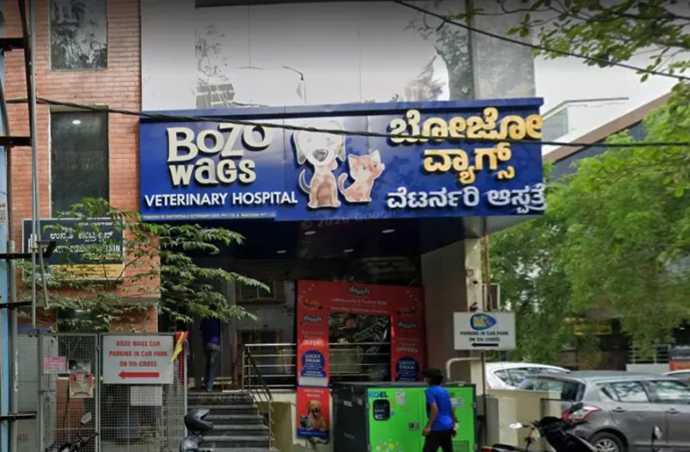 Bozo Wags Veterinary Hospital & Pet Services - Pet Clinic in Akshayanagar, Bengaluru