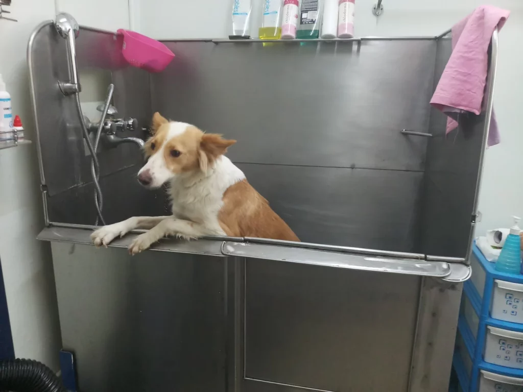 Bozo Wags Veterinary Hospital & Pet Services Veterinary Clinic in Akshayanagar, Bengaluru — Facility Photo 8