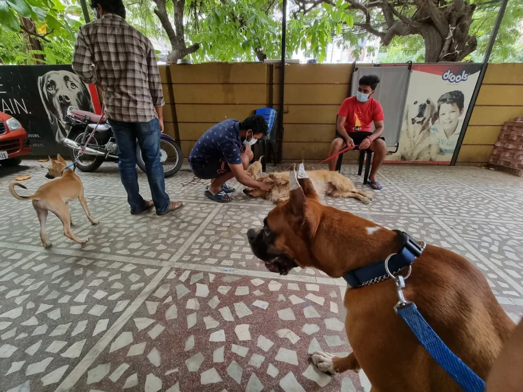 Canfel Pet Clinic, Punjagutta Veterinary Clinic in Punjagutta, Hyderabad — Facility Photo 4