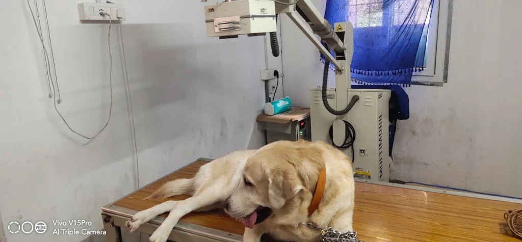Canfel Pet Clinic, Punjagutta Veterinary Clinic in Punjagutta, Hyderabad — Facility Photo 2