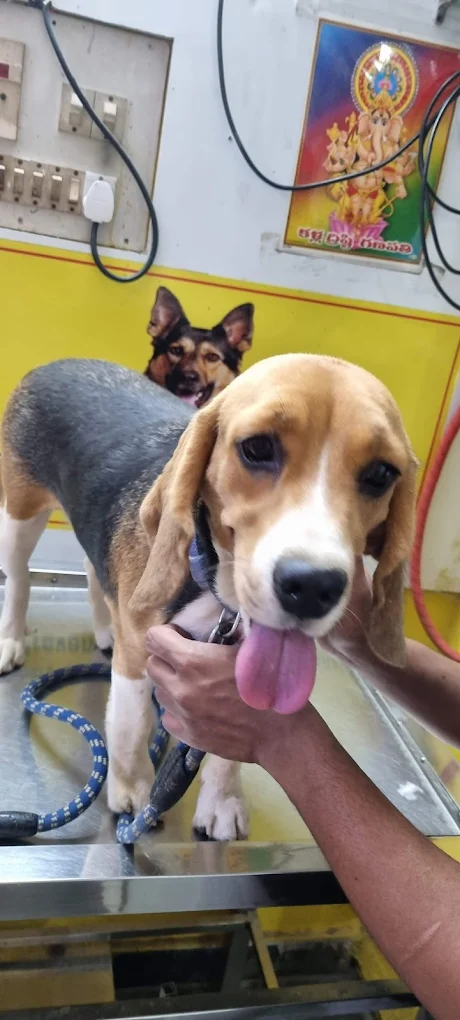 Canis Pet Clinic, Sainikpuri Veterinary Clinic in Sainikpuri, Hyderabad — Facility Photo 3