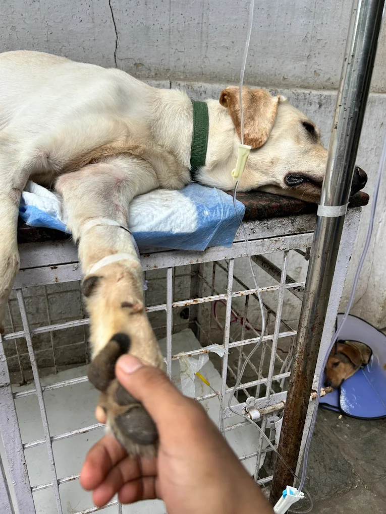 Canis Petz Clinic, Vikrampuri Veterinary Clinic in Karkhana, Hyderabad — Facility Photo 4
