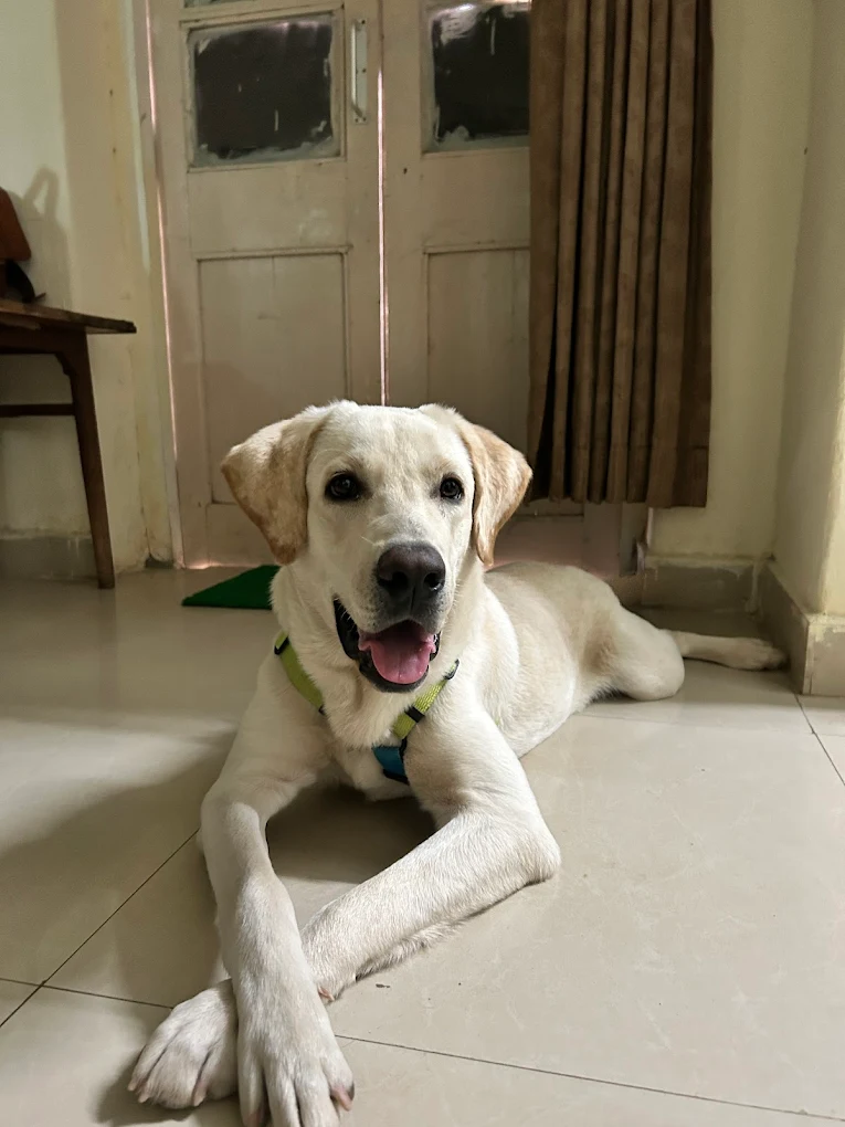 Canis Petz Clinic, Vikrampuri Veterinary Clinic in Karkhana, Hyderabad — Facility Photo 2