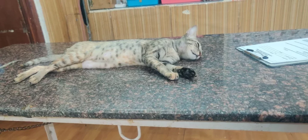 Canis Petz Clinic, Vikrampuri Veterinary Clinic in Karkhana, Hyderabad — Facility Photo 7