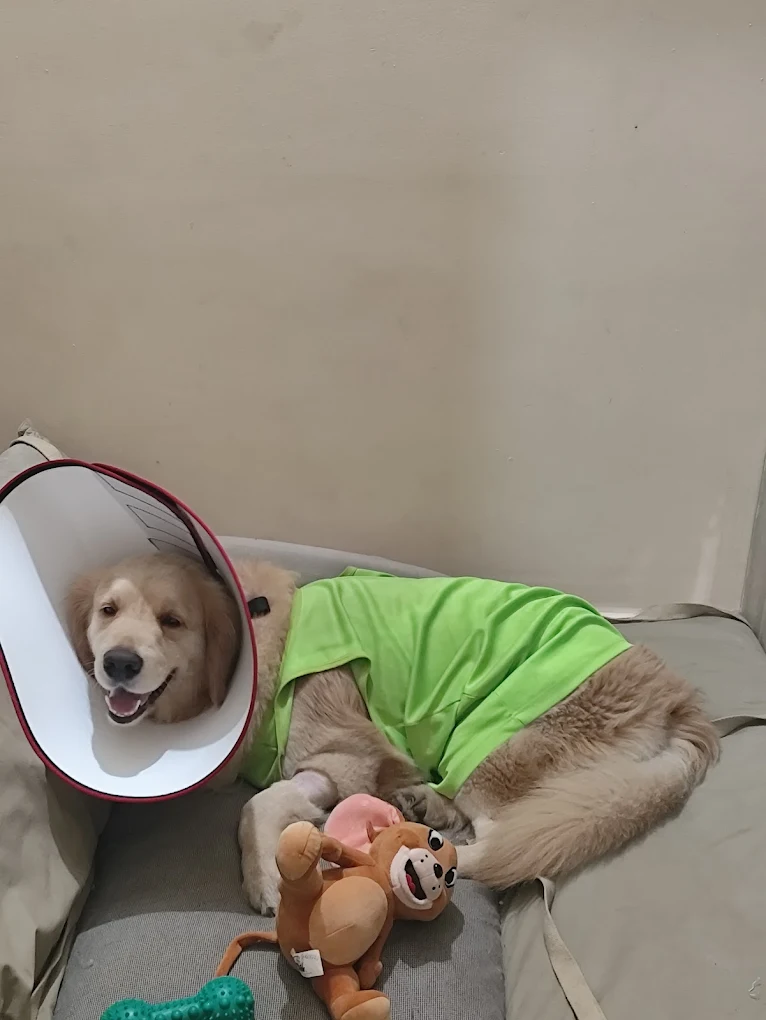 Dr. Doodley Pet Hospital Jayanagar Veterinary Clinic in Jayanagar, Bengaluru — Facility Photo 2