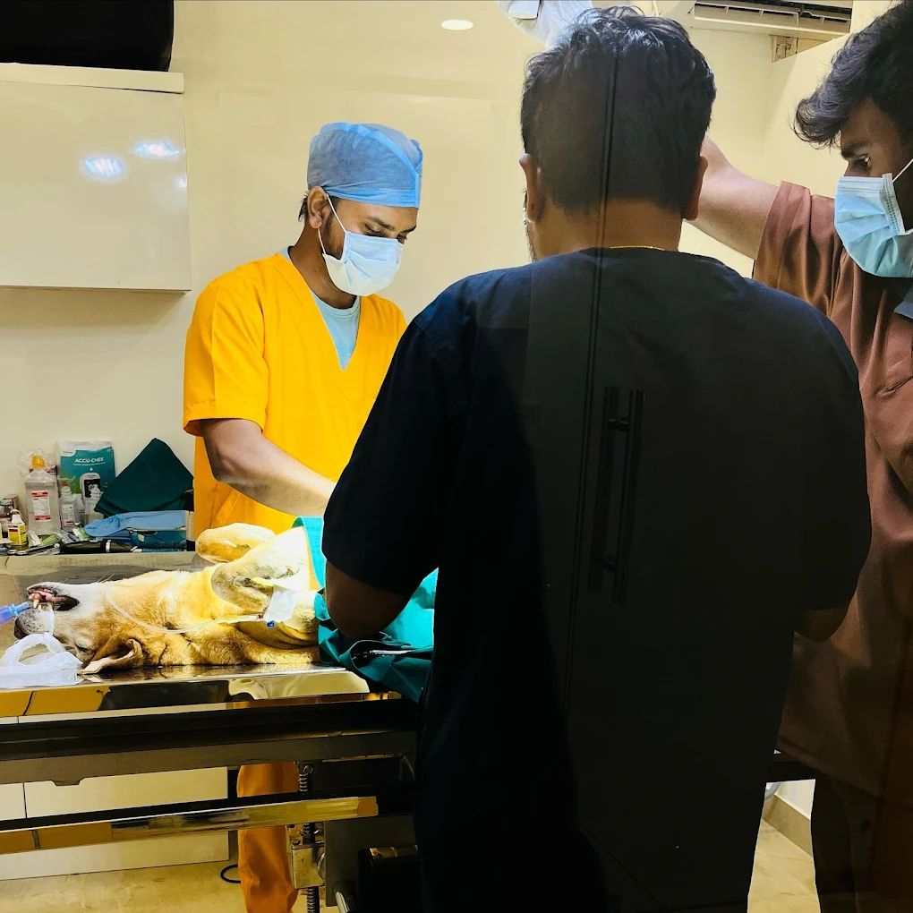 Dr. Doodley Pet Hospital Yelahanka Veterinary Clinic in Yelahanka, Bengaluru — Facility Photo 4