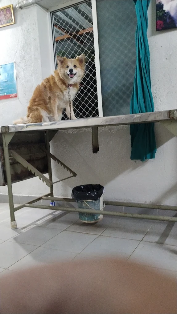 Dr. V. Hara Gopal Pet Clinic Veterinary Clinic in Alwal, Hyderabad — Facility Photo 2
