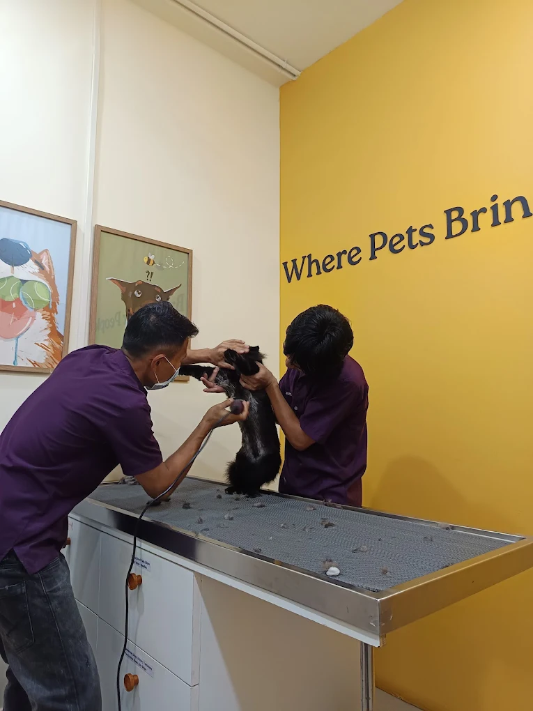 Dr. Paws HSR Layout Veterinary Clinic in HSR Layout, Bengaluru — Facility Photo 5