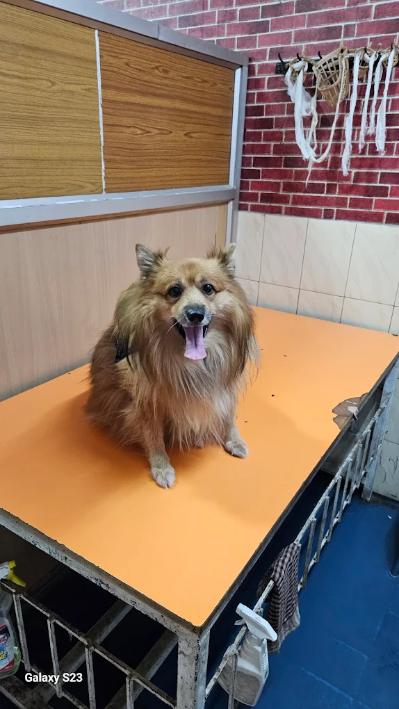 Global Animal Hospital, Tirumalagiri Veterinary Clinic in Tirumalagiri, Hyderabad — Facility Photo 3
