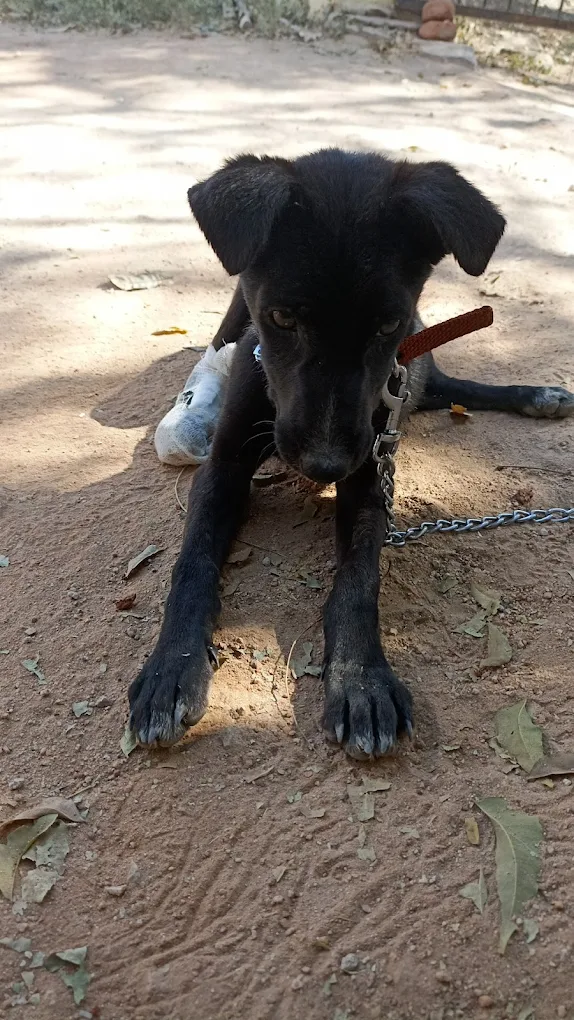 Government Veterinary Hospital Nagaram Veterinary Clinic in Kapra, Hyderabad — Facility Photo 2