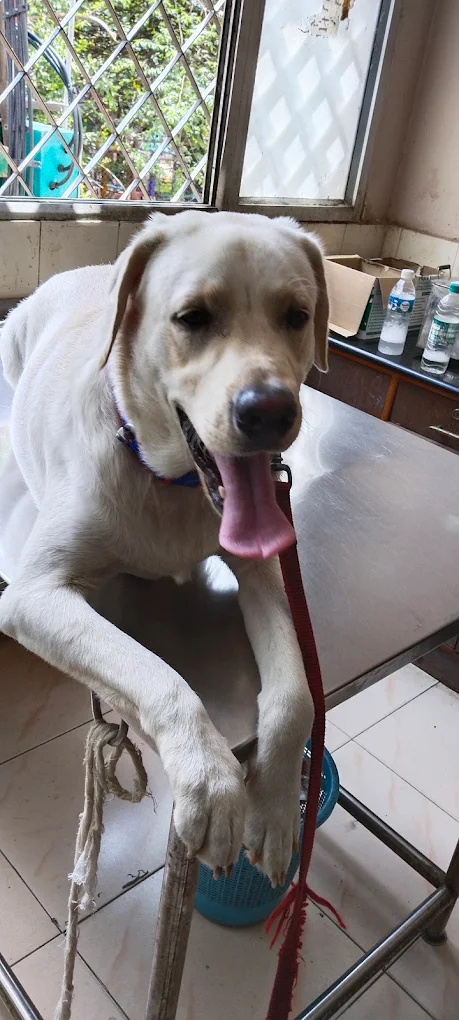 Government Veternary Hospital, Malleshwaram Veterinary Clinic in Malleshwaram, Bengaluru — Facility Photo 2