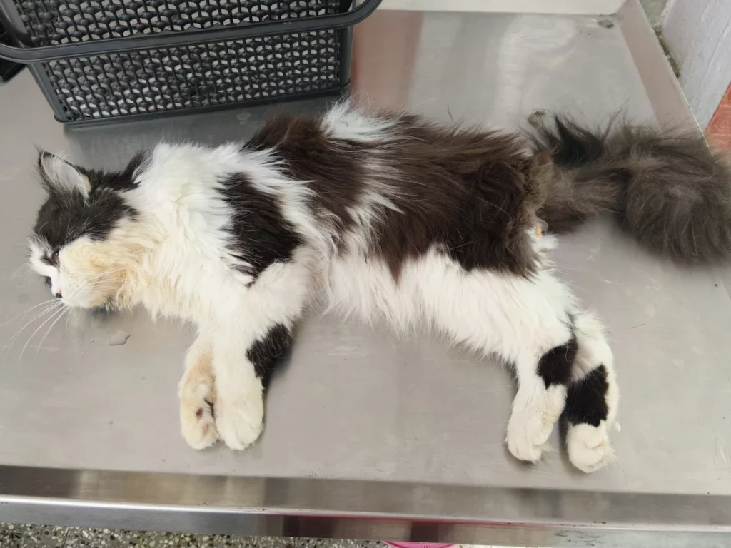 Haarshithaa Pets Clinic Veterinary Clinic in Banashankari, Bengaluru — Facility Photo 4