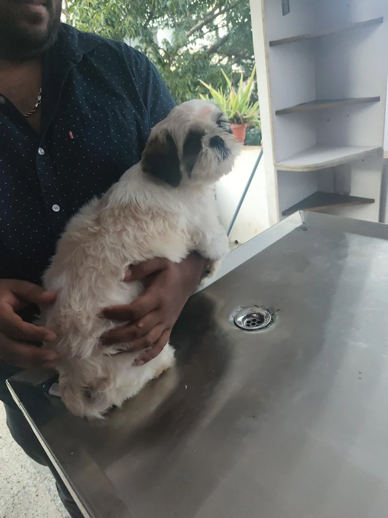 Haarshithaa Pets Clinic Veterinary Clinic in Banashankari, Bengaluru — Facility Photo 3